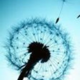 loop