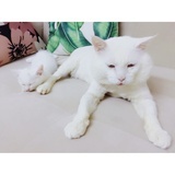 Susususu