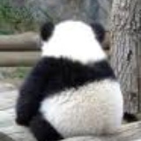 Panda 妞