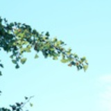 立夏