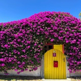 注定失败的废狗