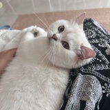 猫猫M烦恼