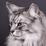 猫哥