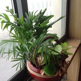 yan·薛