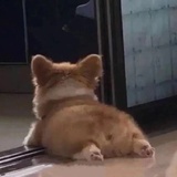 蘑菇小幺鸡