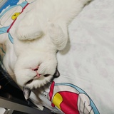 猫猫头
