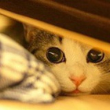 kiki .cat