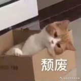 珂珂