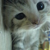 Oliver