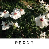 peony