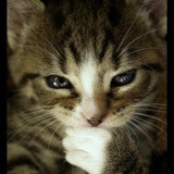 Wildcat