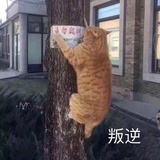 阳光健走