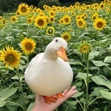 大白鹅