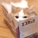 遗失的橘子