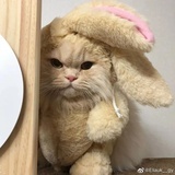 巧克力糖果