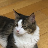 蒸汽飞机