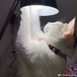 阿吉