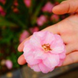 渺淼