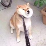 恍恍惚惚巴扎嘿