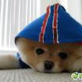 摩卡向日葵