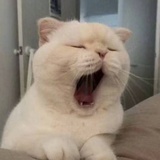 粉色猫爪