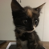 蝦蝦