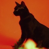 迎风流泪的阿饼