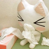 猫咪
