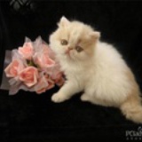 阿cat