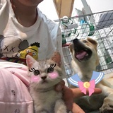 派大星