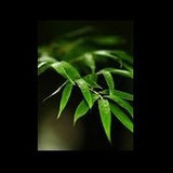 一竹