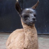 羊驼🦙