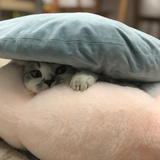 sai小lor