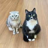 猫漾