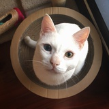 金玉