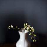 _冷草咸池