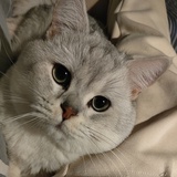 小黑我
