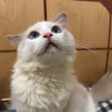 撒蛋