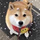 淋漓尽致