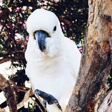 sweet coconut