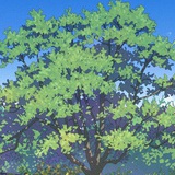 向日葵