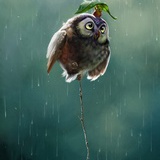 雨里的猫头鹰