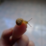 冷不防的小啊茄