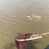 顺江大哥