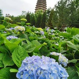 渣渣