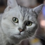 猫心猫肺