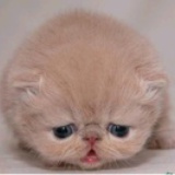 寒武纪猫科