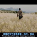 马可是头猪