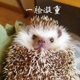 苍瞳