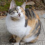 花颈鸽